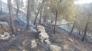 بالفيديو .. العمل على إخماد حريق داخل غابة في إربد