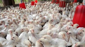 انخفاض أسعار الدجاج 10 قروش