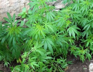 ضبط 100 شتلة ماريجوانا مزروعة داخل أحد المنازل في عجلون