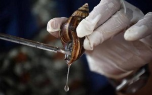 حليب الحلزون..سائل أغلى من الذهب!