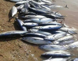 العقبة : السماح بشروط للصيادين المرخصين بجمع وصيد الطعم على الشواطئ الجنوبية