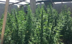 ضبط 3 أشخاص بحوزتهم أشتال ماريجوانا