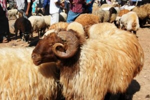 تنبيه أمني من الذبح خارج الحظائر