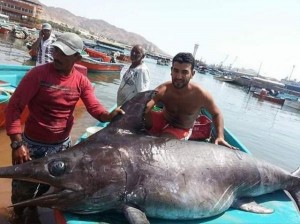 اصطياد أكبر سمكة في العقبة وزنها 312 كغم