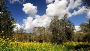 الثلاثاء .. اجواء معتدلة في مختلف المناطق