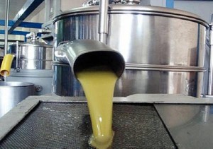 فتح معاصر الزيتون منتصف تشرين الأول