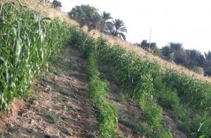 بالصور..القبض على شخص استخدم إحدى المزارع لزراعة نبتة الماريجوانا المخدرة بالبلقاء