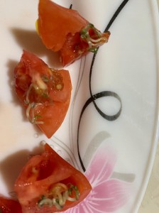 بندورة مجهولة المصدر و بذراها تنمو داخل ثمارها وتوّرَق في جرش