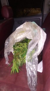 الجمارك الأردنية تضبط اشتال ماريجوانا في منطقة البحر الميت