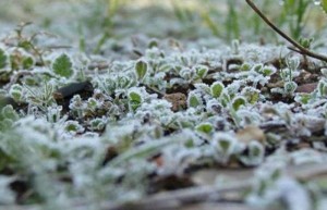 طقس العرب: الحرارة ستصل الى -5 في عمان و-10 بالبادية الشمالية الأيام القادمة