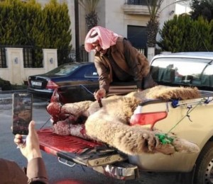 أردنيون ينحرون جمالا ترحيبا بضيف المملكة الأمير تميم