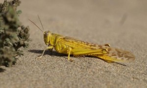 الزراعة: الحرارة والرياح تساعدان الجراد