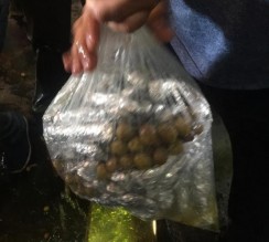 2.2 مليون حبة مخدرة في حمولة زيتون