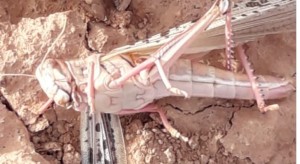 بيان من وزارة الزراعة حول وصول كميات محدوده من الجراد الى الأردن