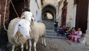 "الوطنية للأوبئة": مناقشة الاجراءات الوقائية للعيد في الايام القادمة