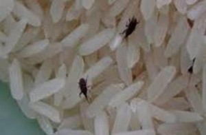 التحفظ على 100 طن أرز بسبب السوس الحي وإيقاف عشرات المستودعات