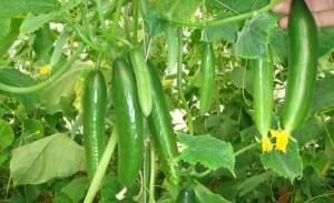 لماذا انخفضت أسعار الخيار؟