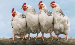 الكويت تعدم آلاف الدواجن