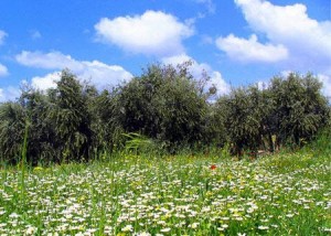 الاعتدال الربيعي يبدأ السبت