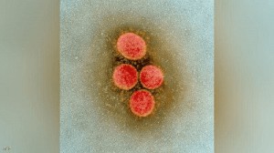 أصل كورونا: أخيرا الدراسة المنتظرة تحسم الجدل الطويل