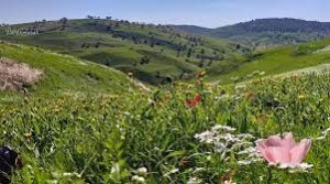 الخميس .. أجواء ربيعية معتدلة