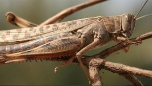 الزراعة: احتمالية دخول أسراب جديدة من الجراد