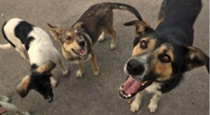 طلبات الكترونية لضبط الكلاب الضالة في عمان - روابط