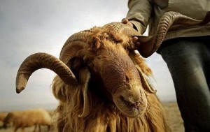 شروط بيع الاضاحي في مواقع امانة عمّان