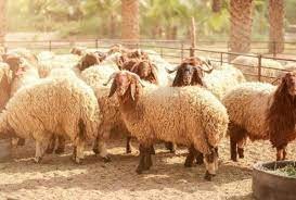 أي الاضاحي أفضل وما هو العمر الشرعي؟ .. الافتاء توضح