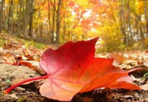 أجواء خريفية معتدلة في اغلب المناطق حتى الثلاثاء