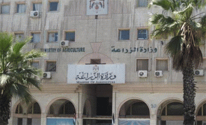 بيان صادر عن وزارة الزراعة حول ما تم تداول حول وجود حشرة داخل الموز المستورد