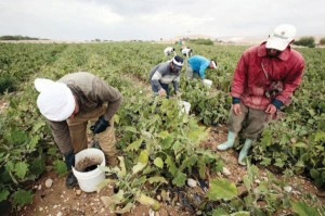 السماح باستقدام عمالة زراعية بديلة للمغادرة نهائيا