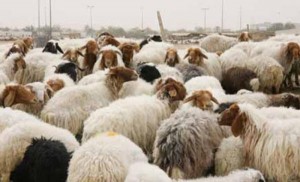 الأردن يسمح باستيراد اللحوم والاغنام الحية من جورجيا بشروط