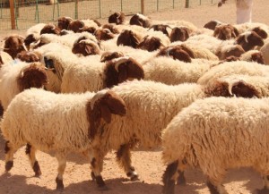 الحنيفات :في حال ثبوت دخول رأس اغنام جورجي واحد حي اومذبوح (بلية ) سيتم وقف الاستيراد