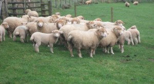 الزراعة : المواطن الأردني سيلمس أسعار الخراف الجورجية