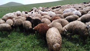 منح 9 رخص لاستيراد لحوم وخراف وعجول من جورجيا