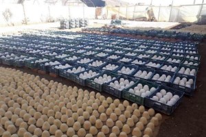 الغذاء والدواء: الأردن لا يستورد الالبان من مصنع "طلاء الجدران" المصري