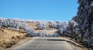 انتهاء أربعينية الشتاء وبداية الخمسينية نهاية الشهر