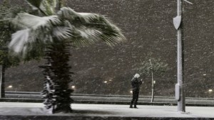 وزير الزراعة: إزالة أشجار متكسرة تعيق حركة السير وتسبب انقطاع الكهرباء أولوية