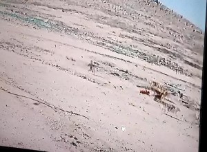 كلاب ضالة تهاجم طفلين في الزرقاء وتدخلهما المستشفى