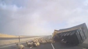 تدهور شاحنة محملة بالأغنام على طريق النقب