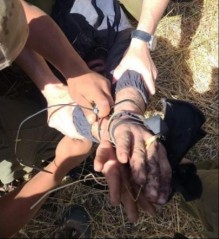 الاحتلال يعلن اعتقال منفذي عملية "العاد"