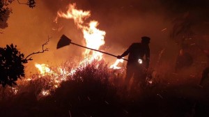 البيئة تكشف خسائر حريق محمية غابات اليرموك