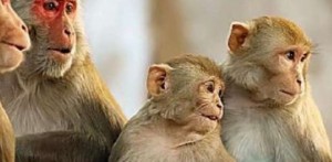 الإمارات تعلن رصد أول حالة لجدري القردة