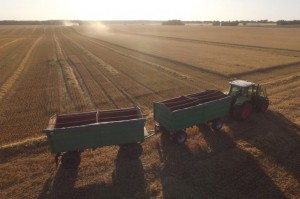 كيف هددت الحرب الروسية على أوكرانيا الأمن الغذائي العالمي؟