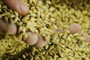 توضيح من الزراعة حول اعتماد أصناف القمح و الشعير في الاردن