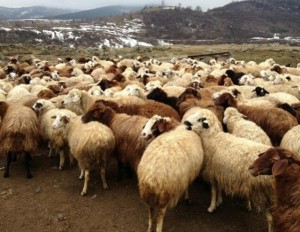 لا خراف جورجية للأضاحي في الأردن