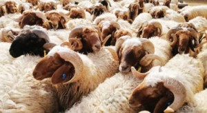 الأمانة تمدد فترة استقبال طلبات حظائر بيع وذبح الاضاحي