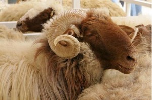 هل يجوز الاشتراك في الأضحية؟.. الإفتاء تجيب