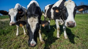 نوبات عصبية ثم موت .. حالة غريبة للماشية في كرواتيا